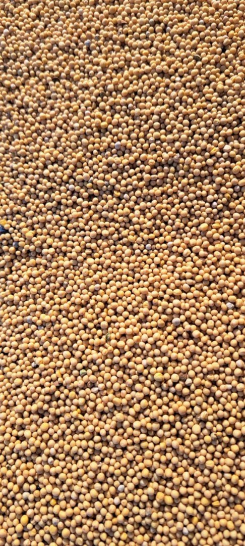 We offer mustard seeds Sinapsis Alba (Harvest 2023) for